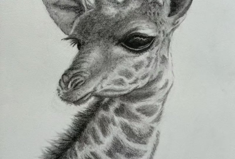 Giraffe In Charcoal