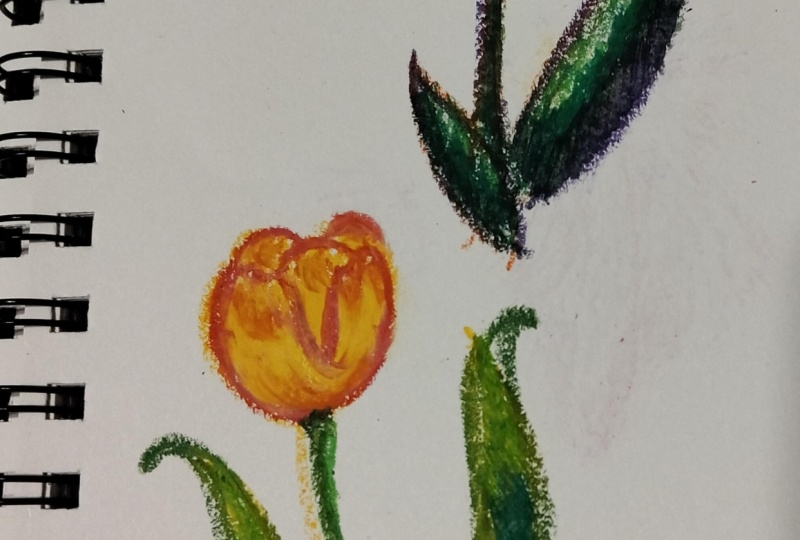 oil pastel tulips