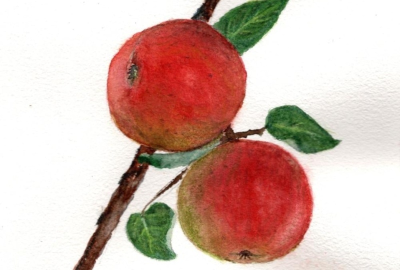 Apples