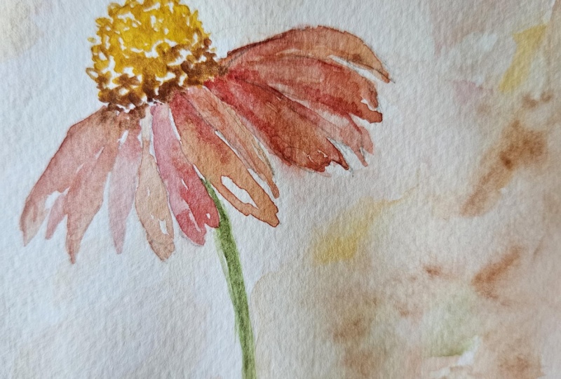 Loose coneflower