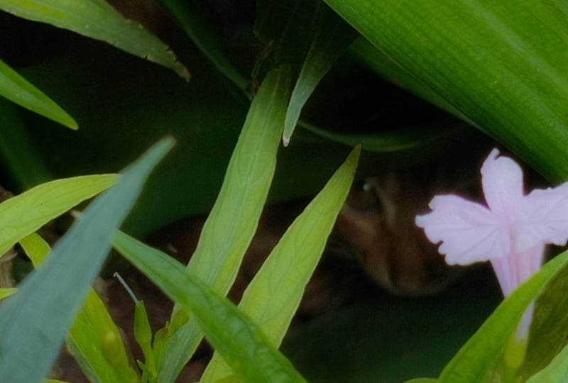 I can see you! 🐱
