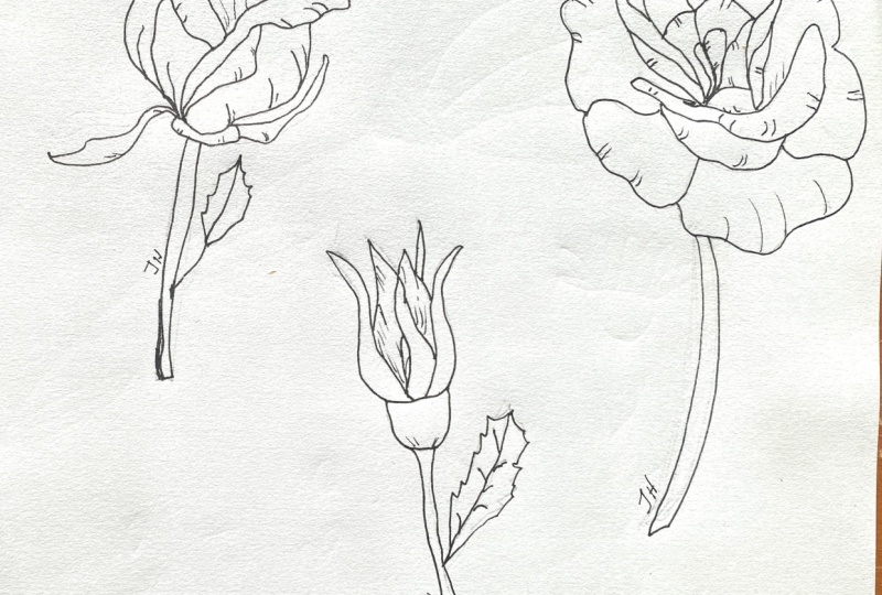 rose practice