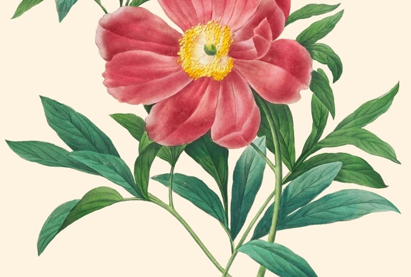 Class: Extending & Restoring Botanical Artworks in Adobe Photoshop