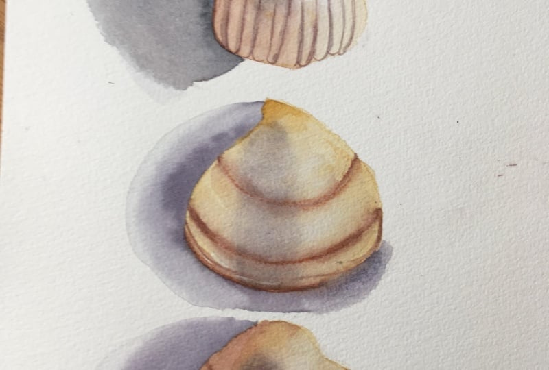 3 shells