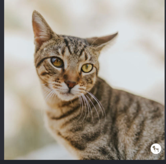Picture Purrfect