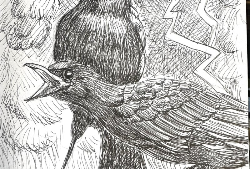 Crows Afraid of Storm