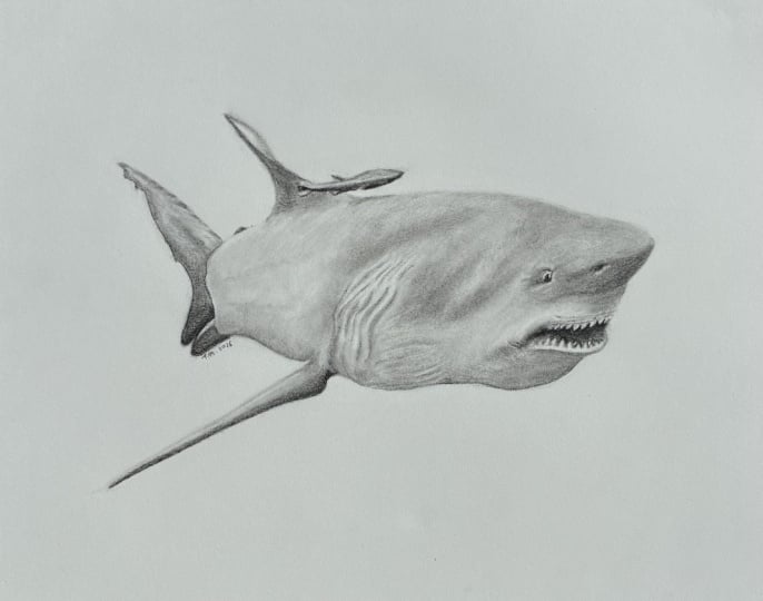 Charcoal Bull Shark with Remora