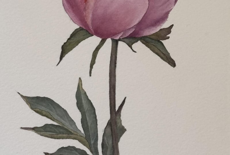 Pink peony
