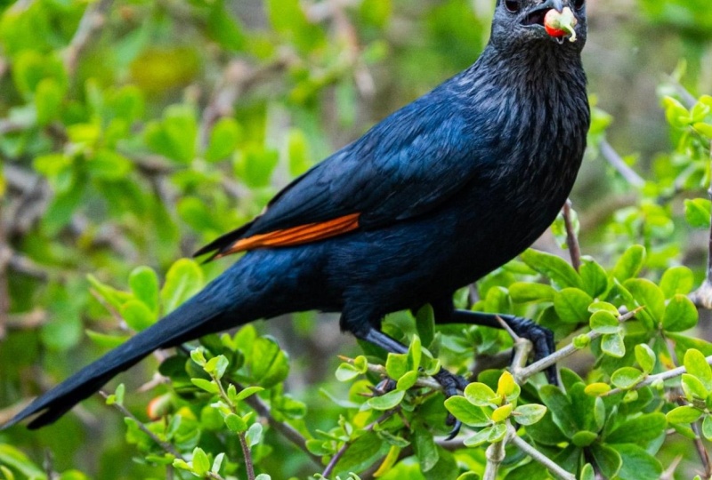 Starting with Wildlife Photography