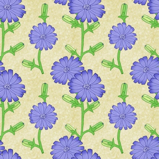Pattern with Chicory Flowers.