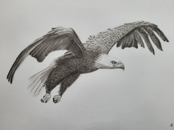 Eagle in charcoal