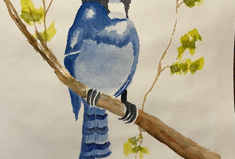 Birds