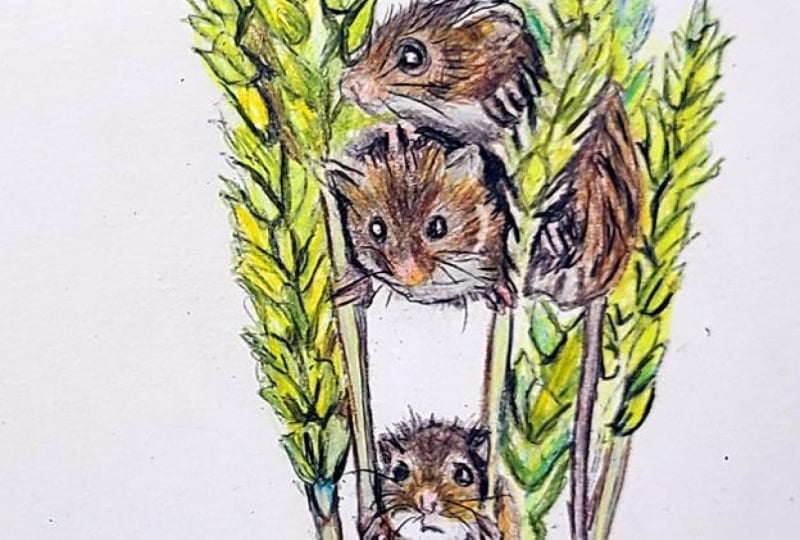 Loose Interpretation of the mice in the barley