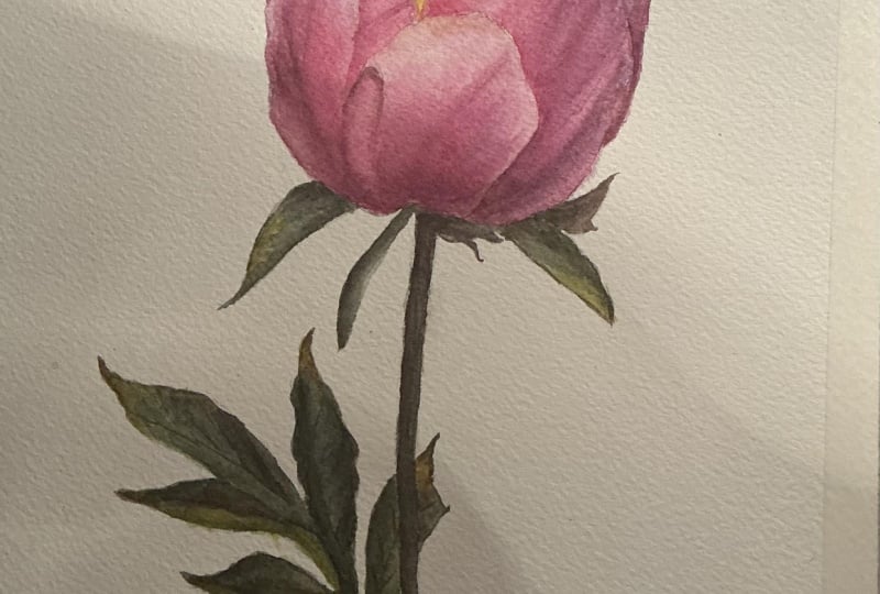 Pink Peony