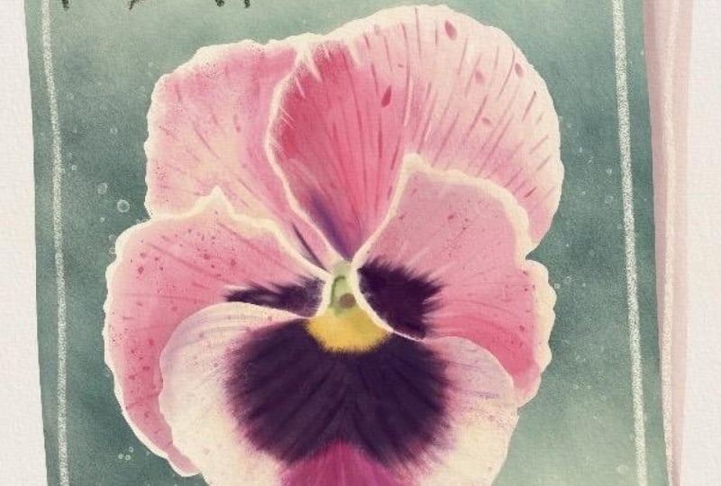 Pansy Seeds Packet