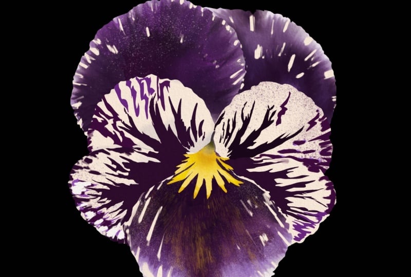 Pansy Seeds Packet