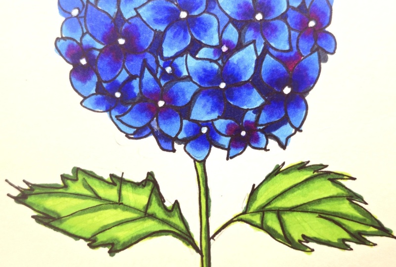 Hydrangea with Markers