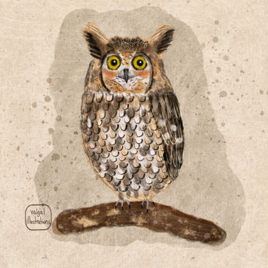 Owl Illustration