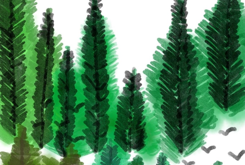 Dense Forest Landscpaes