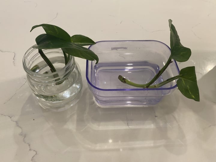 My plant propagation project
