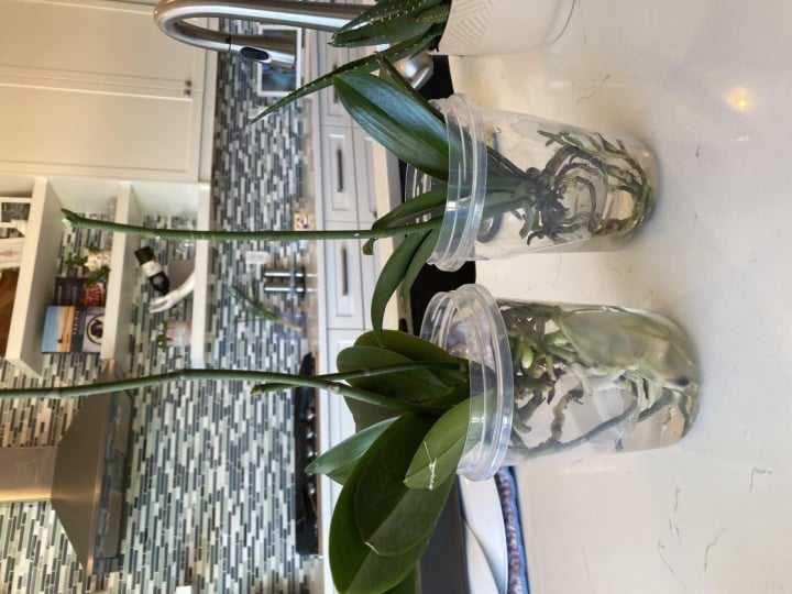 Trying to save my orchids
