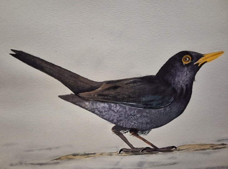 Black bird in watercolor
