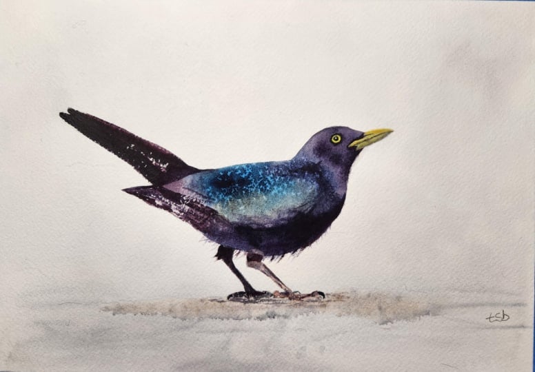 Blackbird with Will