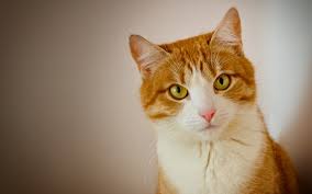 Image result for orange and white cat sketch