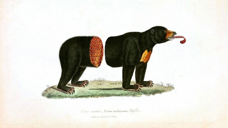 Honey Bear
