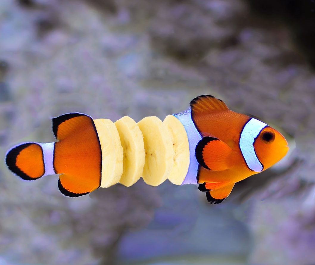 banana clown fish - student project