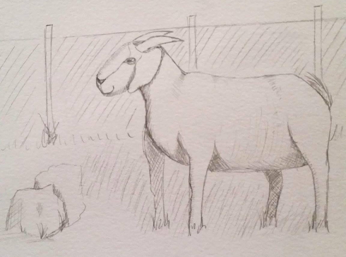 A Goat! - student project