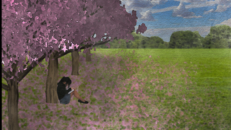 Sakura Cherry Trees
