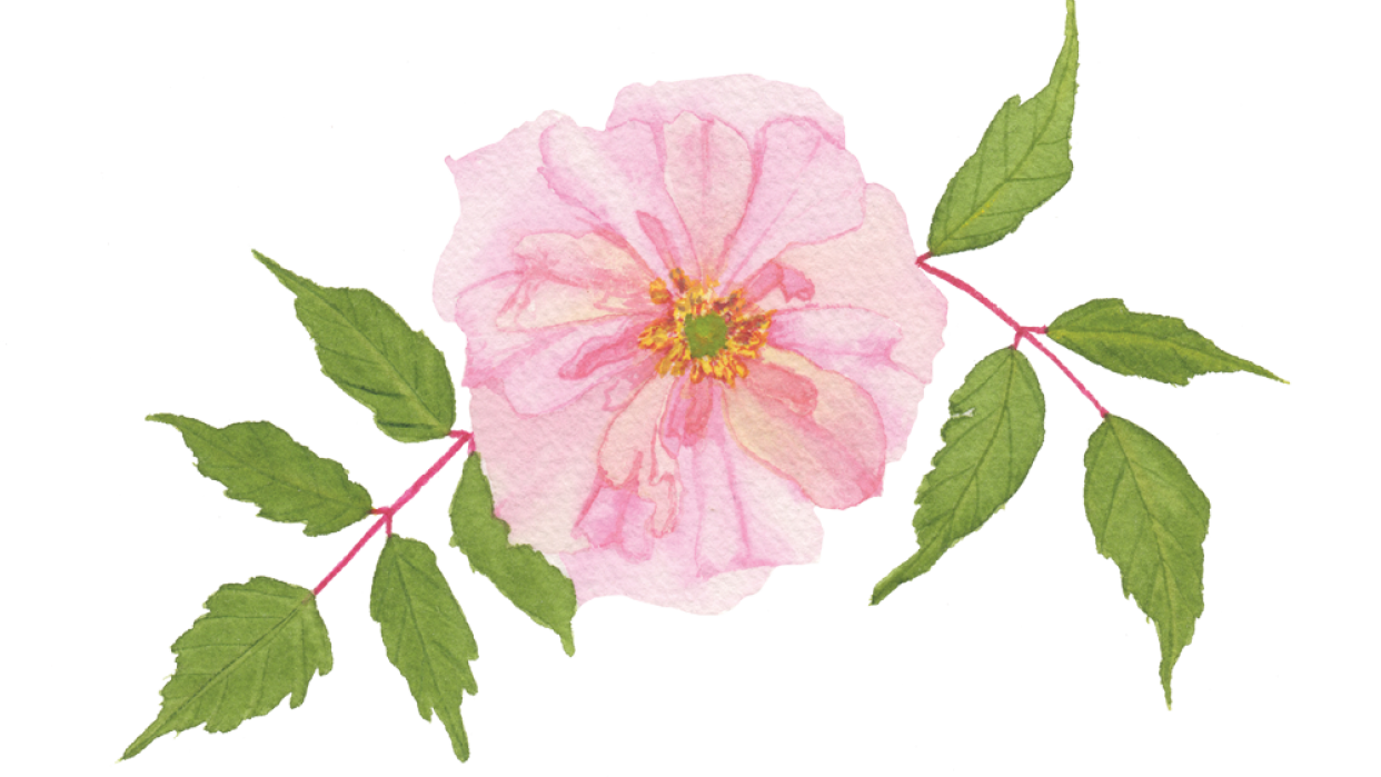 A Pink Rose Example - student project