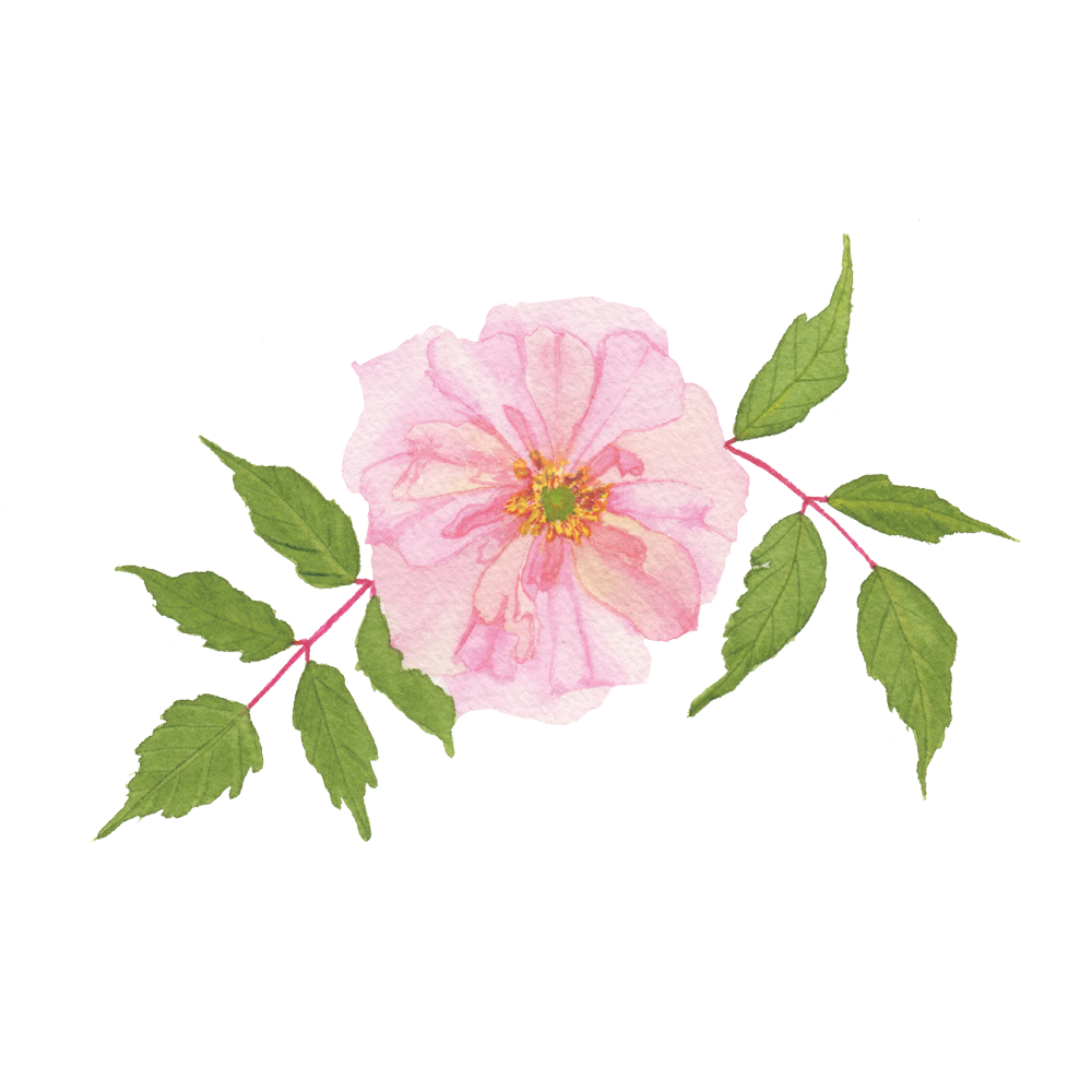 A Pink Rose Example