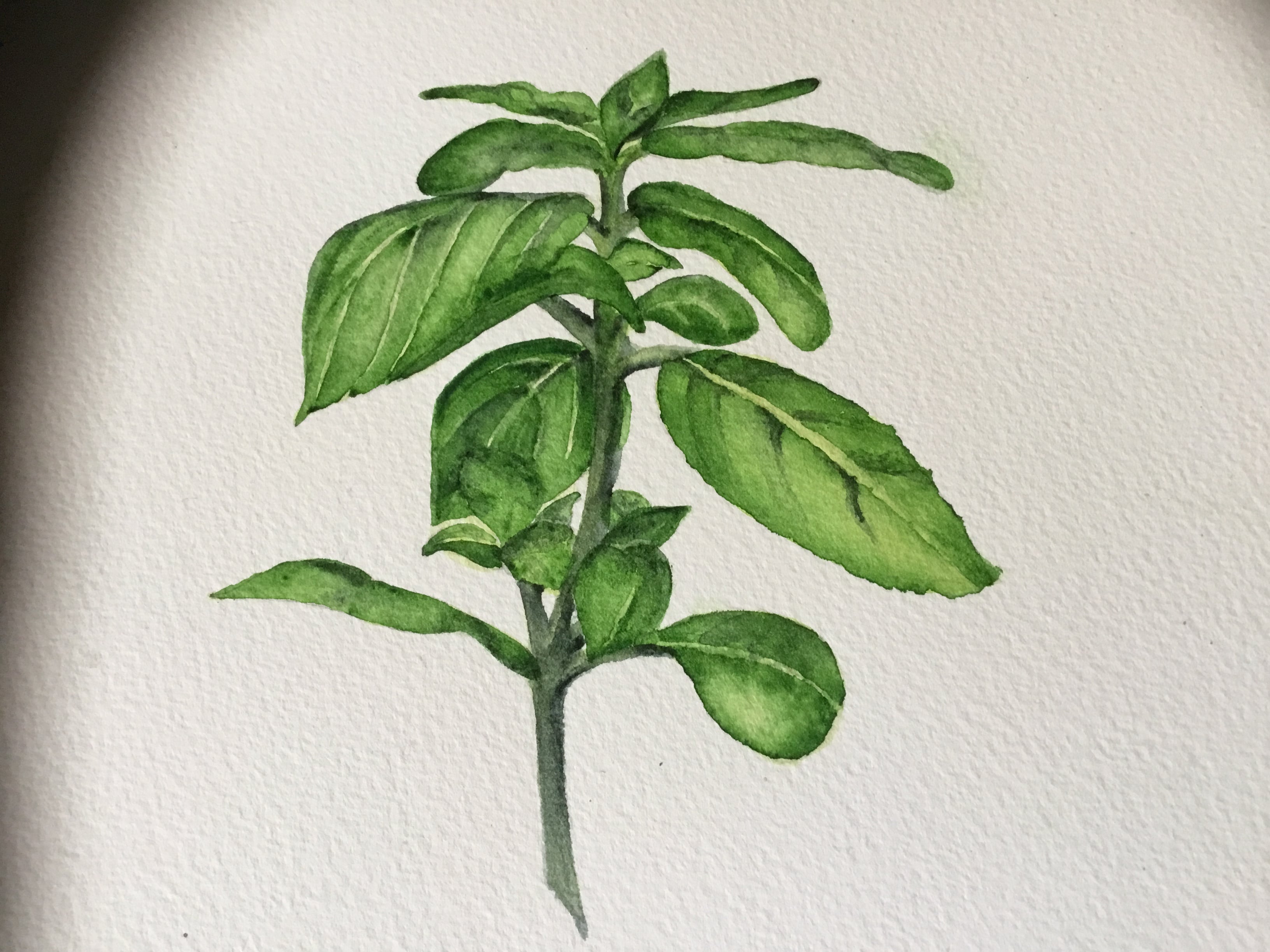 Basilic - student project
