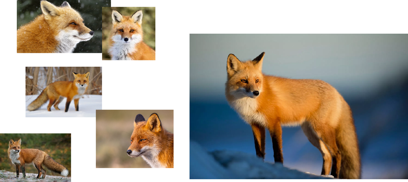 Foxy Logo Skillshare Student Project