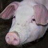 Karen Popovich's profile picture
