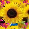 Profilbild von Joyce Ferrone