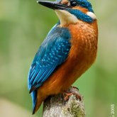 Foto de perfil de Lisa Declercq