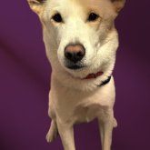 Foto de perfil de Lonlon