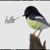Photo de profil de Tomtit Bird