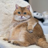 Profilbild von Sidney