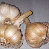Photo de profil de Great Garlic