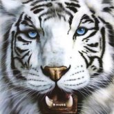 Ana Diaz's profile picture