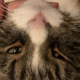 Profilbild von Gecko Prince