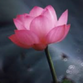 Wendy Liu's profile picture