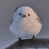Foto de perfil de Anouk
