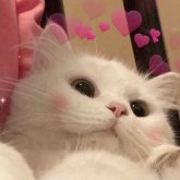 Sian Ho's profile picture