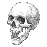 Skillshare Member's profile picture