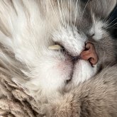 Elena Bakshaeva's profile picture